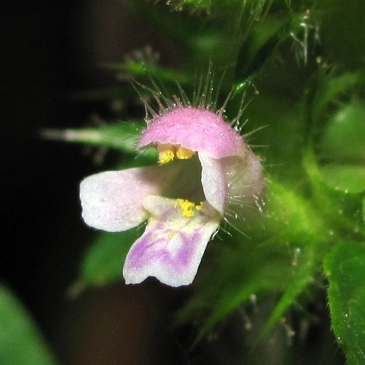 Изображение особи Galeopsis bifida.