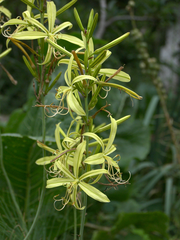 Изображение особи Asphodeline liburnica.