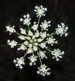 Image of taxon representative. Author is Тулкин Тиллаев