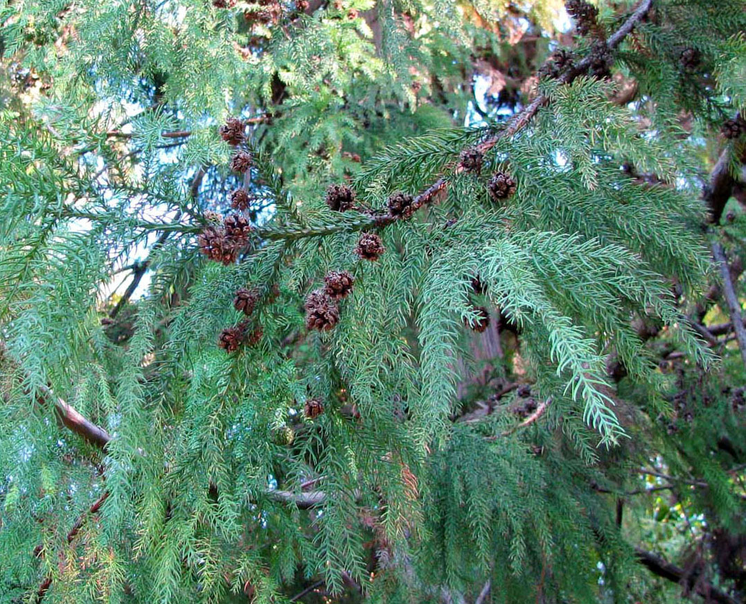 Image of Cryptomeria japonica specimen.