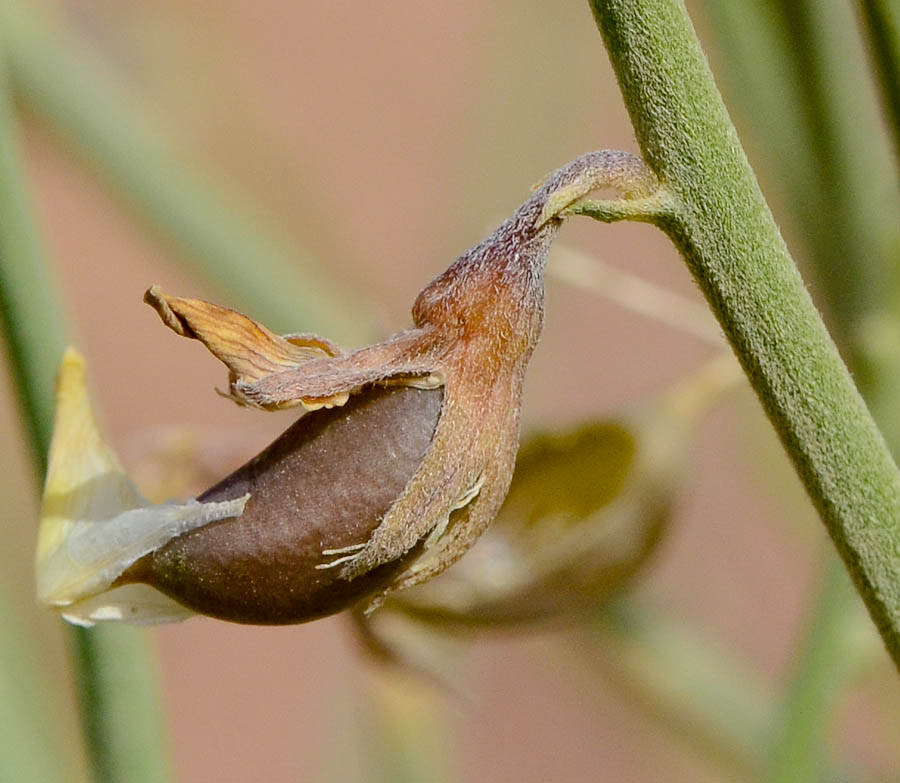 Image of Crotalaria aegyptiaca specimen.