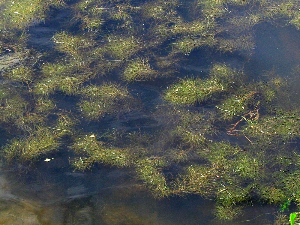 Изображение особи Potamogeton pectinatus.