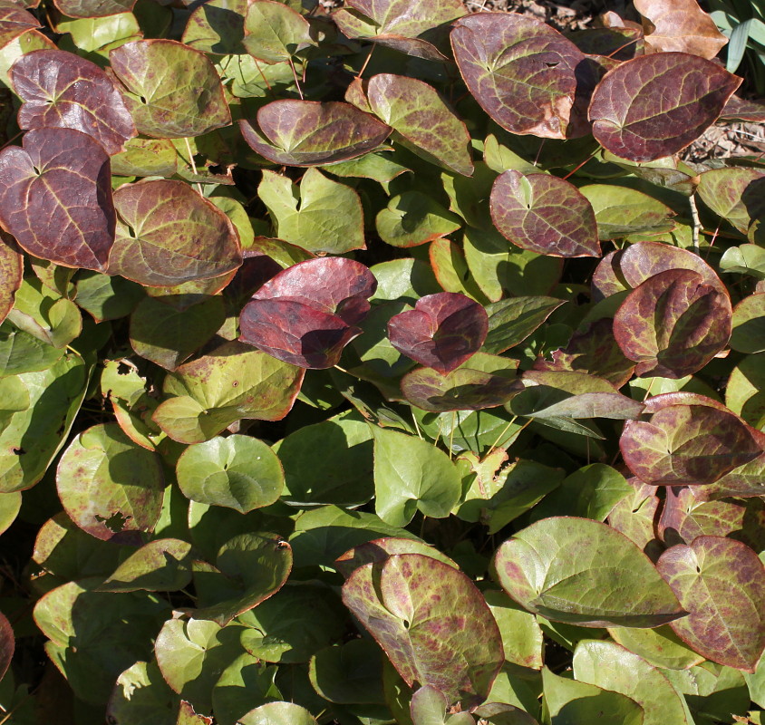 Image of Epimedium colchicum specimen.
