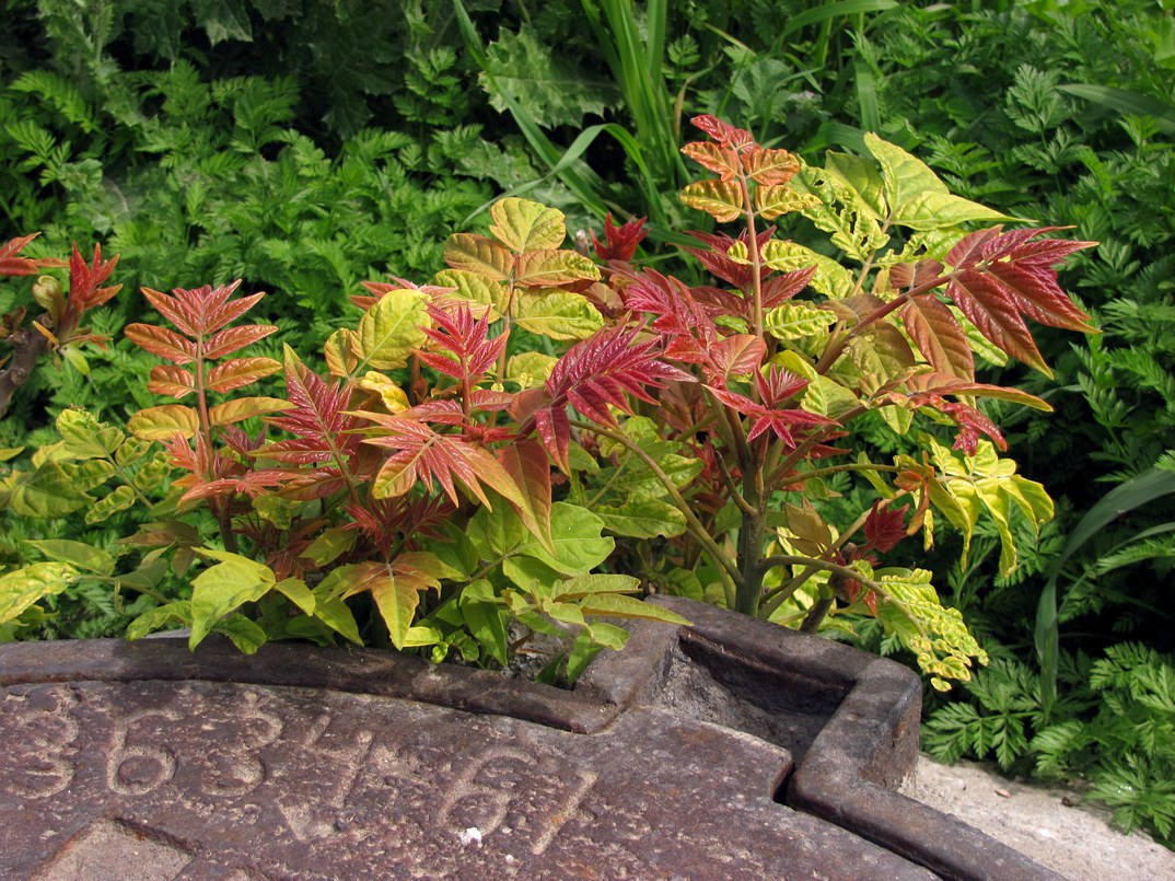 Изображение особи Ailanthus altissima.