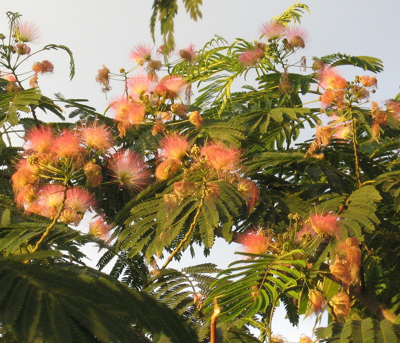 Image of Albizia julibrissin specimen.