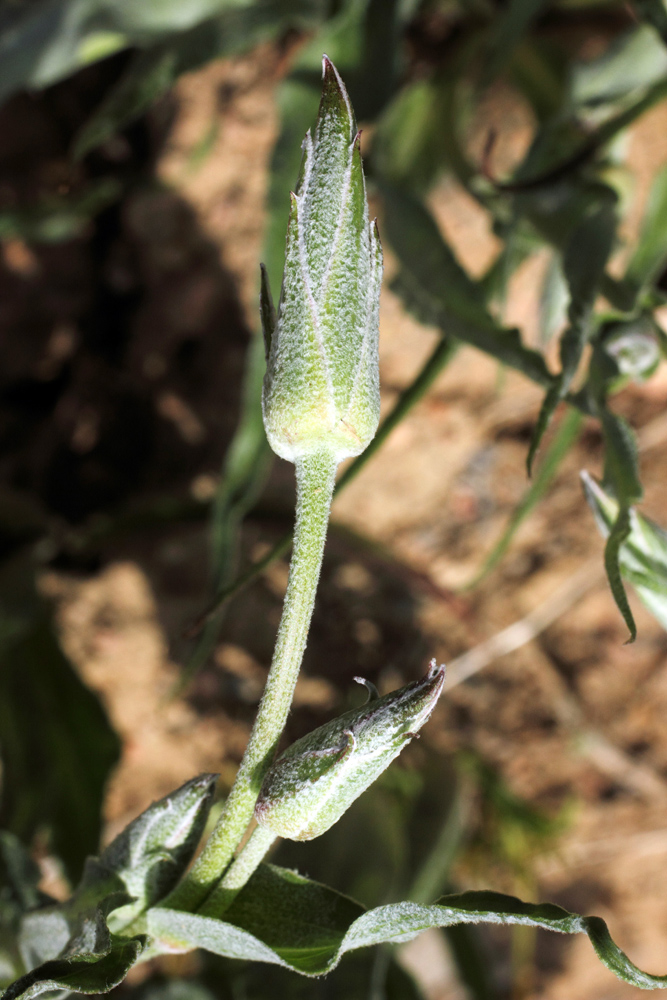 Image of Scorzonera inconspicua specimen.