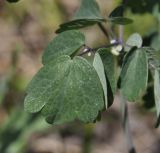 Thalictrum aquilegiifolium