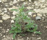 Bassia scoparia
