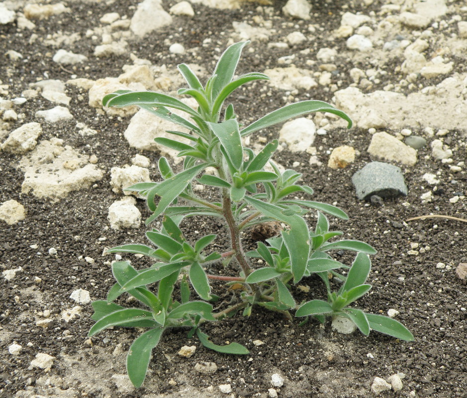 Image of Bassia scoparia specimen.