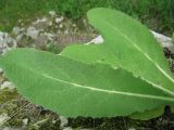 Verbascum phlomoides