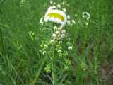 Erigeron strigosus