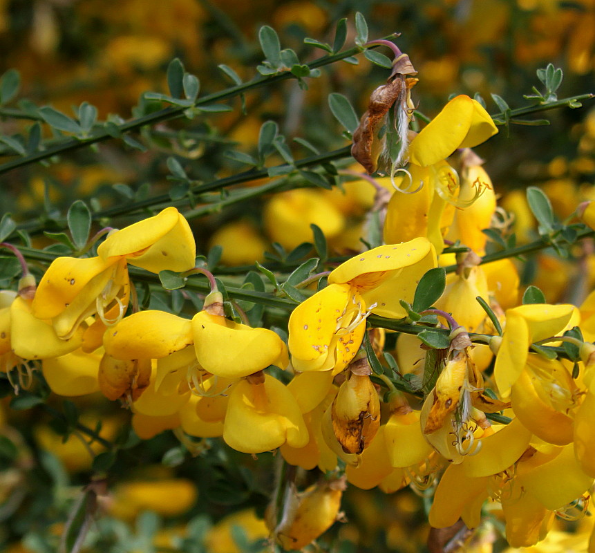 Изображение особи Sarothamnus scoparius.