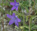 Campanula scutellata