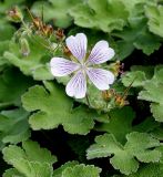 Geranium renardii