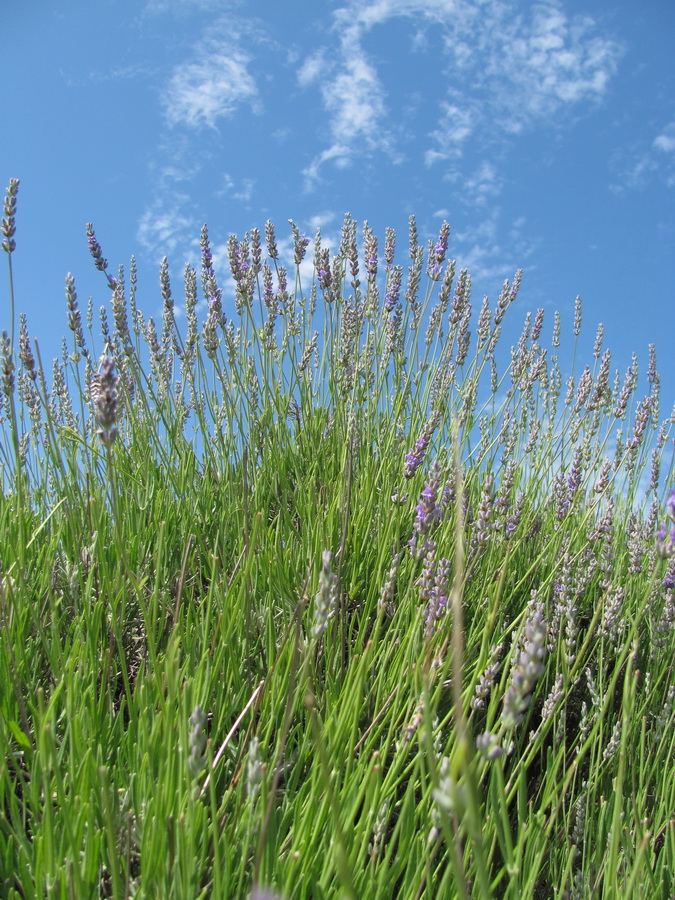 Image of Lavandula angustifolia specimen.