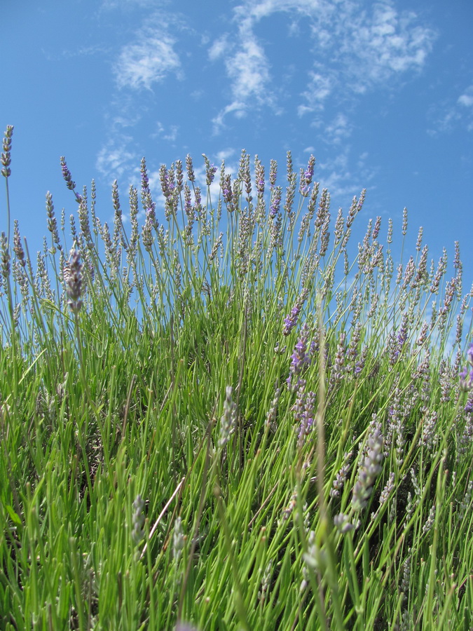 Изображение особи Lavandula angustifolia.