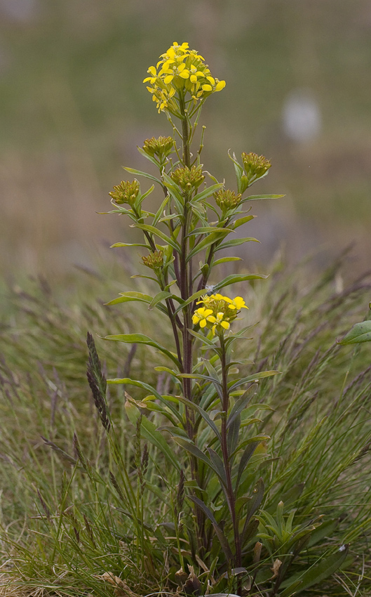 Image of Erysimum hieraciifolium specimen.