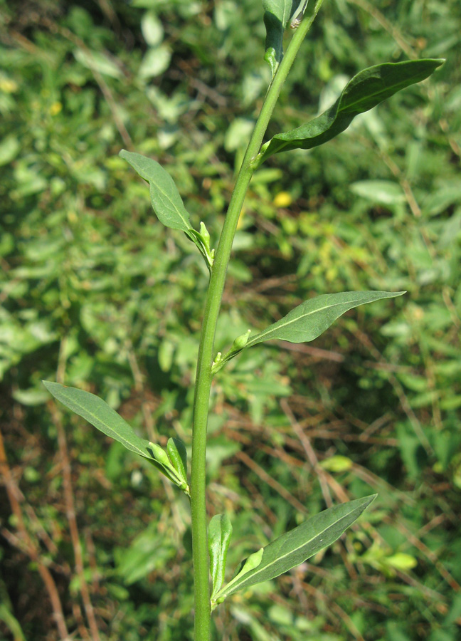 Image of Lycium barbarum specimen.