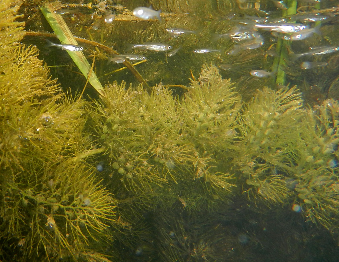 Изображение особи Utricularia vulgaris.