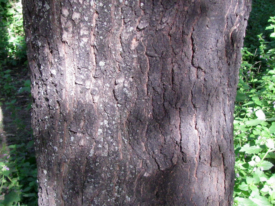 Image of Acer ibericum specimen.