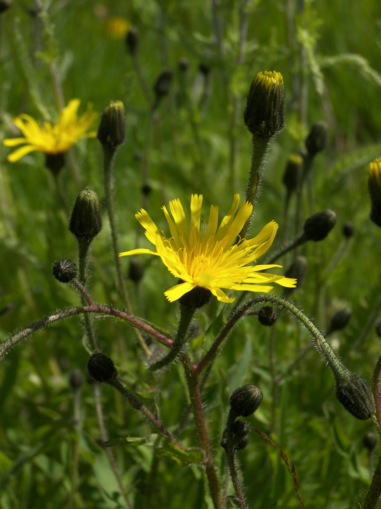 Изображение особи Hieracium prenanthoides.
