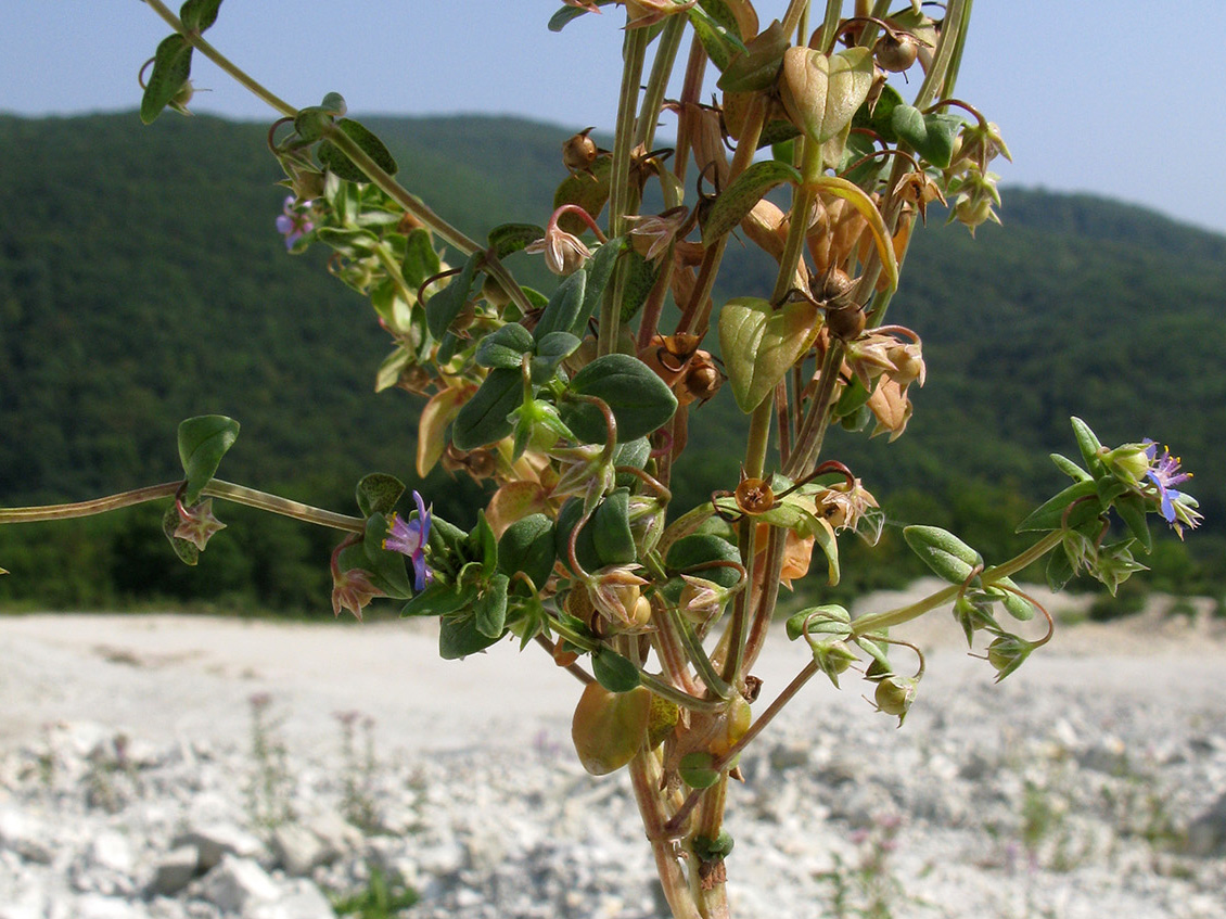 Изображение особи Anagallis foemina.