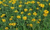 Rudbeckia разновидность deamii