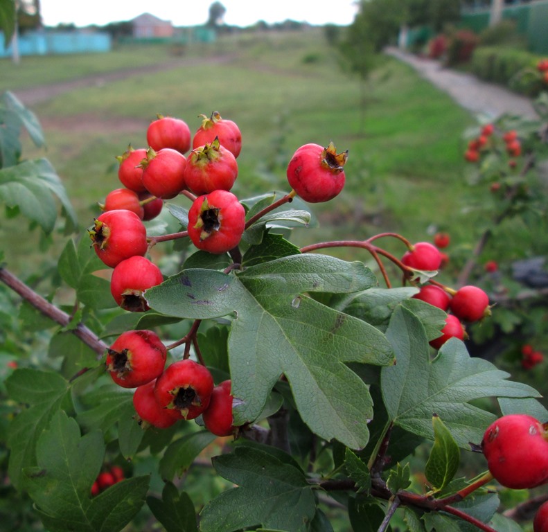 Изображение особи род Crataegus.