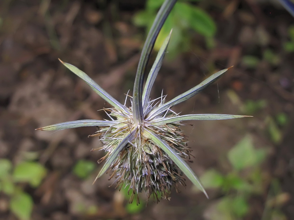 Изображение особи Eryngium planum.