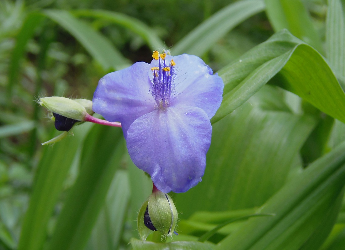 Изображение особи Tradescantia virginiana.