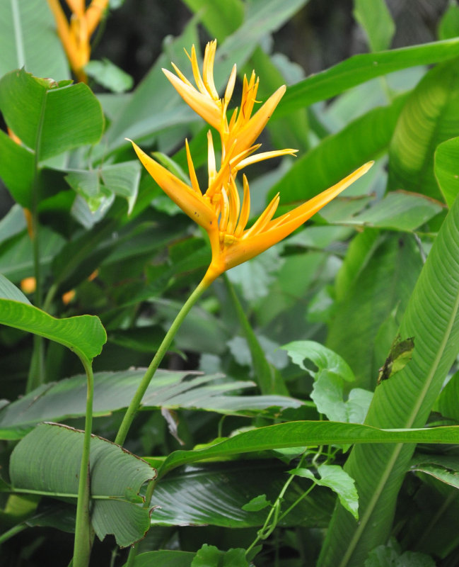 Изображение особи Heliconia angusta.