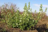 Stachys annua. Цветущее растение. Краснодарский край, окр. г. Крымск, край вспаханного поля. 16.10.2013.