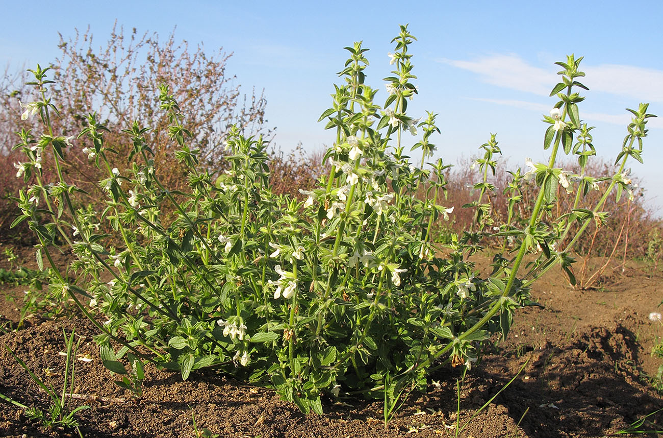 Image of Stachys annua specimen.