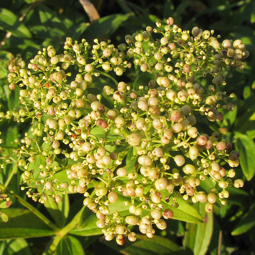 Image of Galium rubioides specimen.