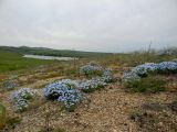 Eritrichium altaicum