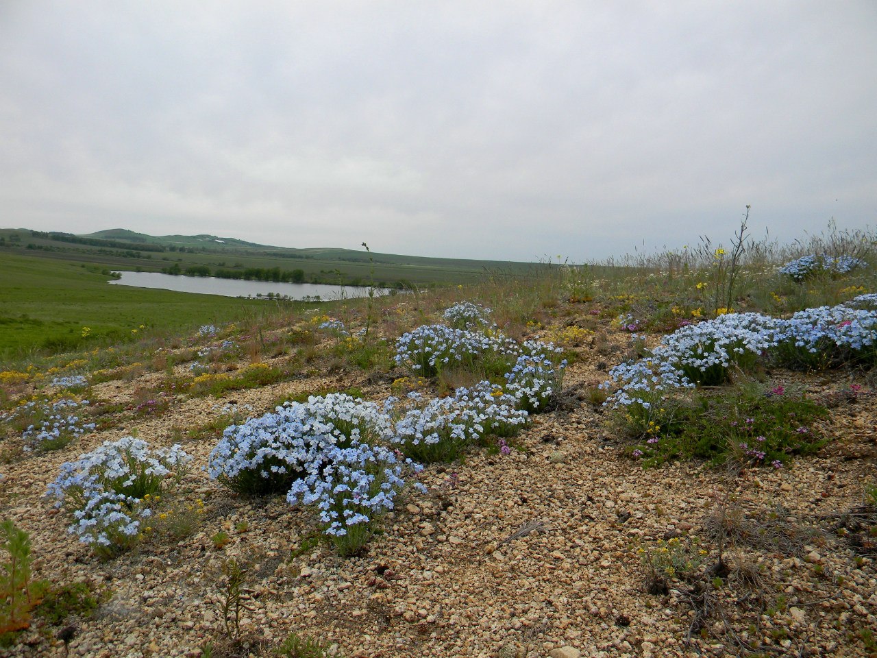 Изображение особи Eritrichium altaicum.