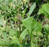 Epilobium pseudorubescens. Цветущее растение. Иркутская обл., окр. Иркутска. 18.07.2007.