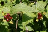 Rhodotypos scandens. Верхушки побегов с плодами. Германия, г. Дюссельдорф, Ботанический сад университета. 14.08.2013.