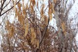 Albizia julibrissin