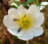 Dryas octopetala. Цветок с кормящимися бабочками. Архангельская обл., Пинежский р-н, восточные окр. Пинежского заповедника, карстовый лог. 21.06.2013.