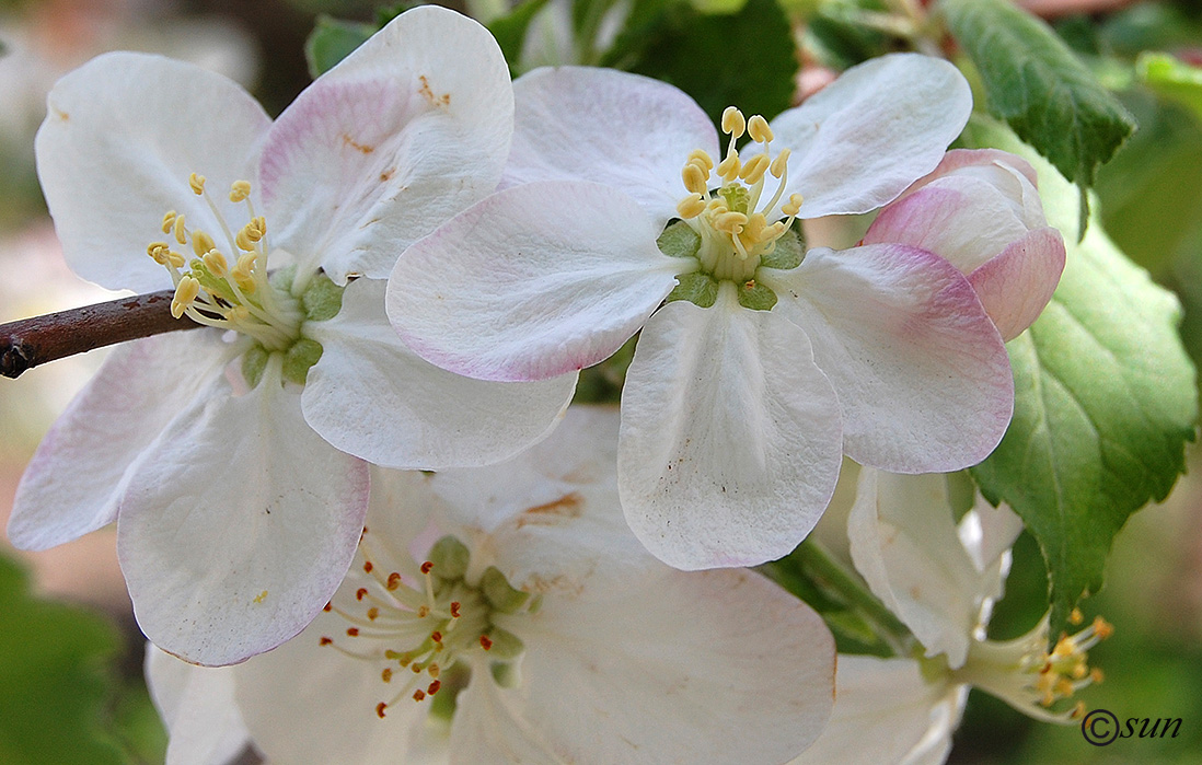 Изображение особи Malus domestica.