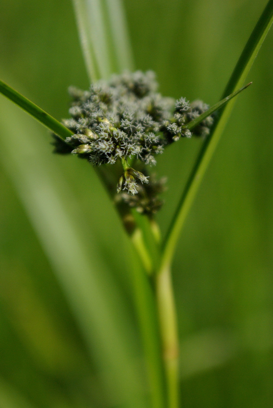 Изображение особи Scirpus sylvaticus.