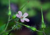 Geranium robertianum