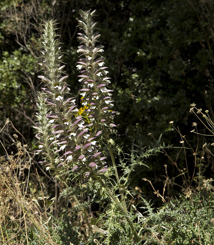 Изображение особи Acanthus spinosus.