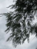 Salix viminalis