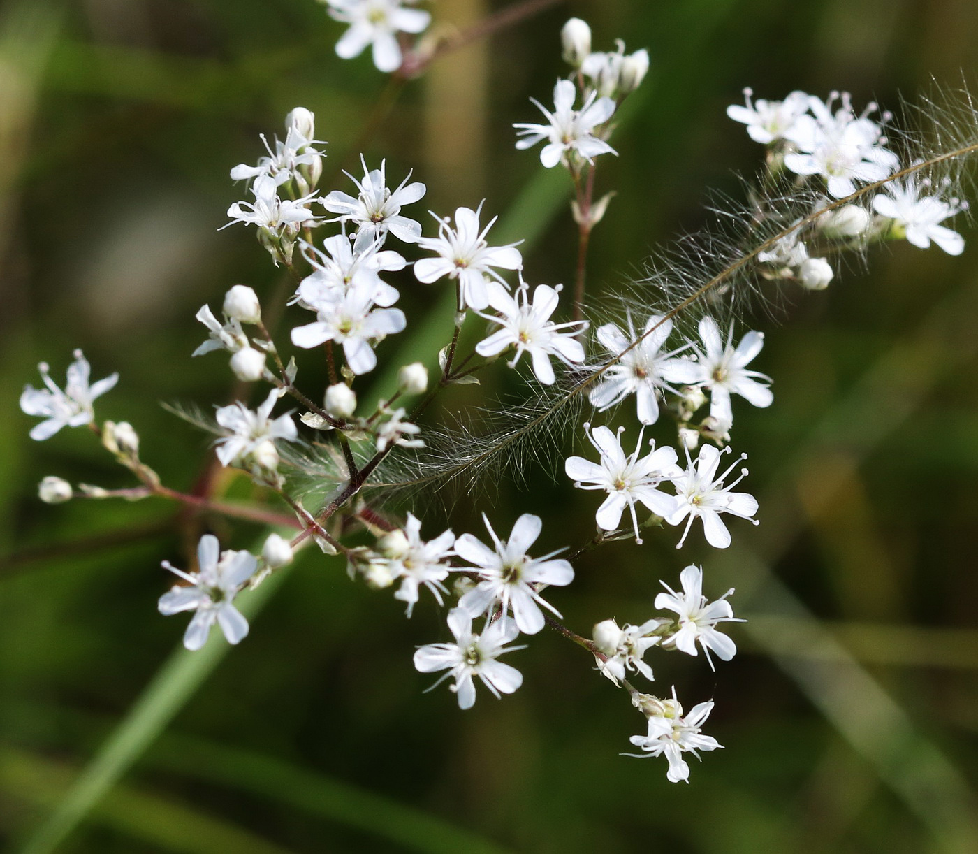 Изображение особи Gypsophila altissima.