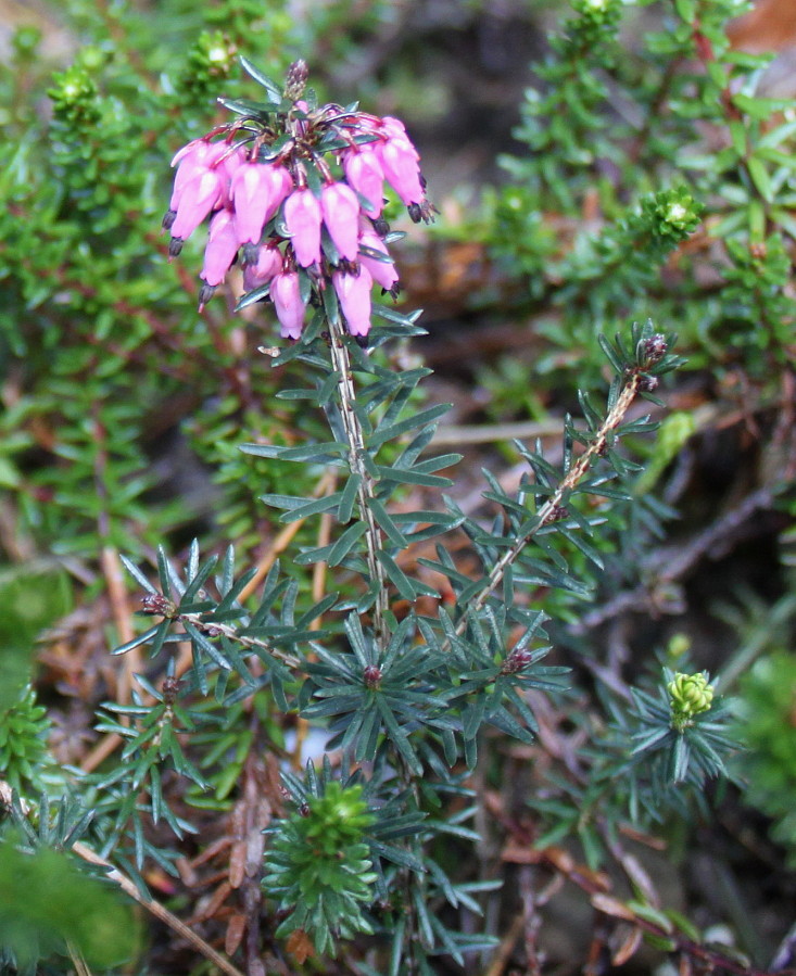 Изображение особи Erica carnea.