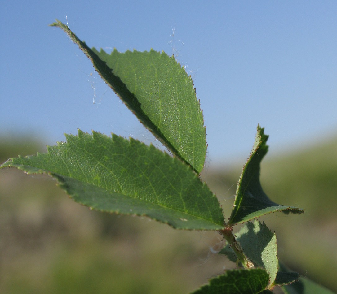 Image of genus Rosa specimen.