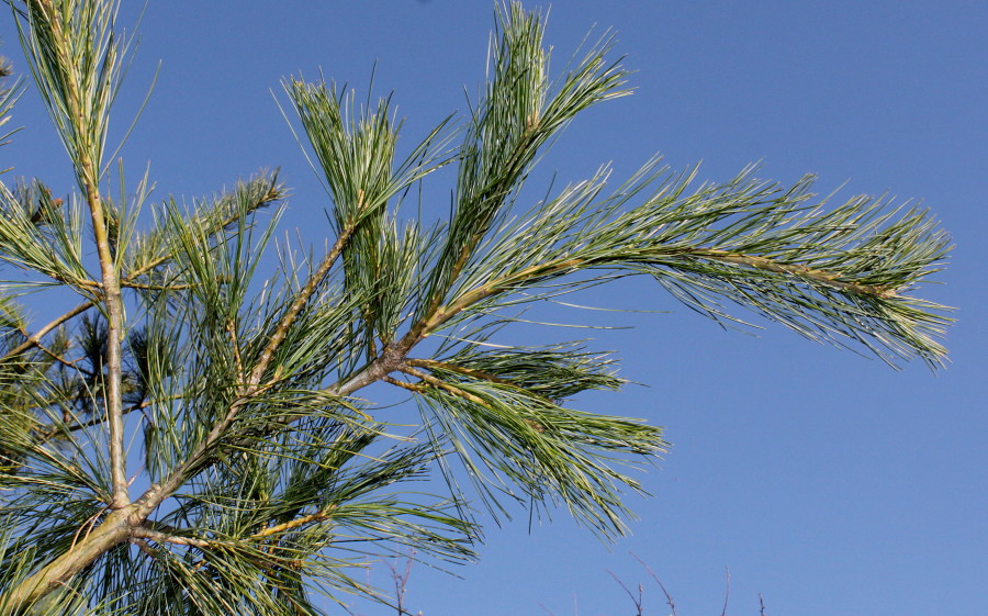 Image of Pinus armandii specimen.