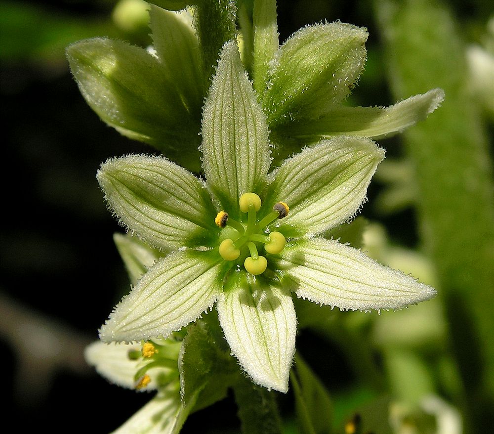 Изображение особи род Veratrum.